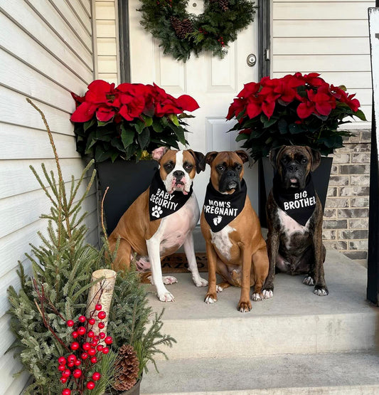 Pet Accessories - Baby Announcement/Game Day